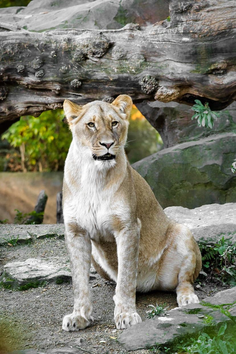 Lioness with golden fur sits alert on a rocky outcrop surrounded by lush green foliage and a fallen wooden log.