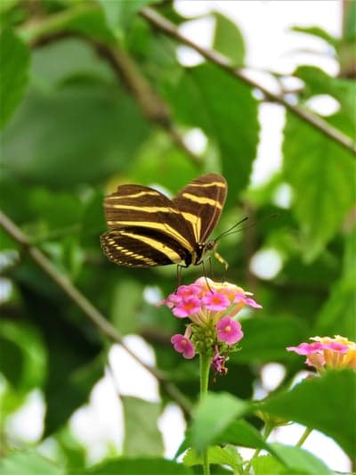 Zebra Swallowtail on Pink Lantana Flowers Mobile Wallpaper