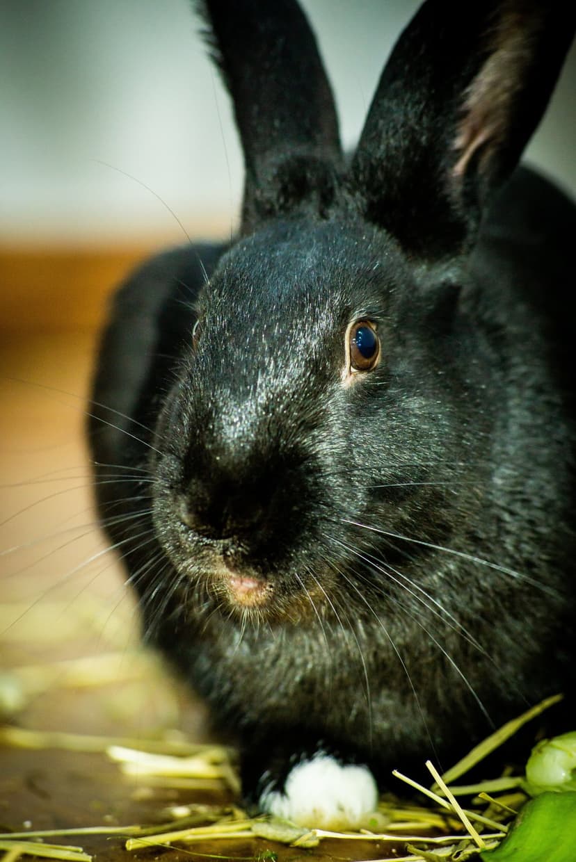 Black rabbit face with brown eyes and long whiskers sitting on hay with a blurred wooden background behind it.