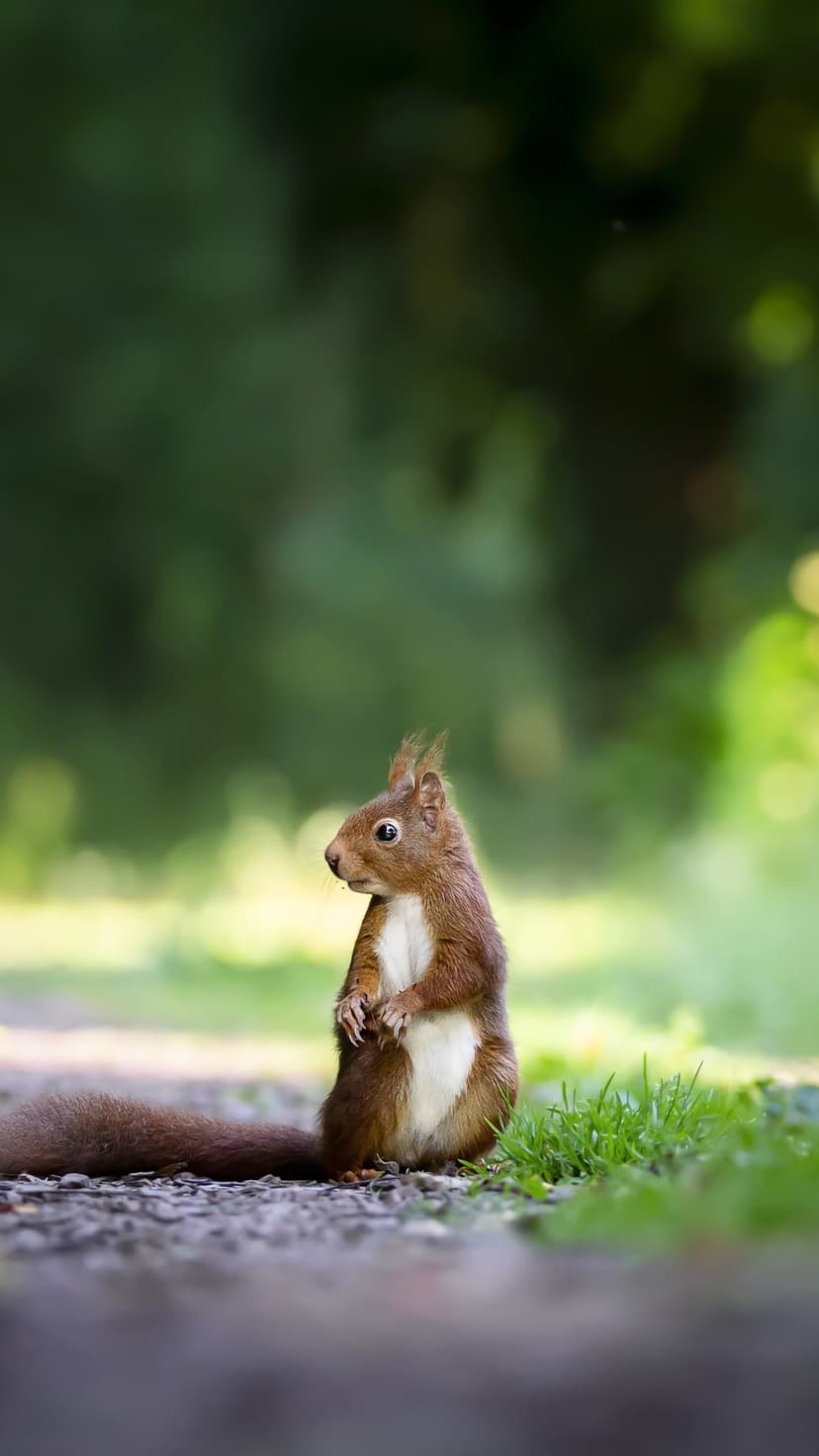 Red squirrel stands upright on a gravel path with its bushy tail extended against a blurred green forest backdrop.