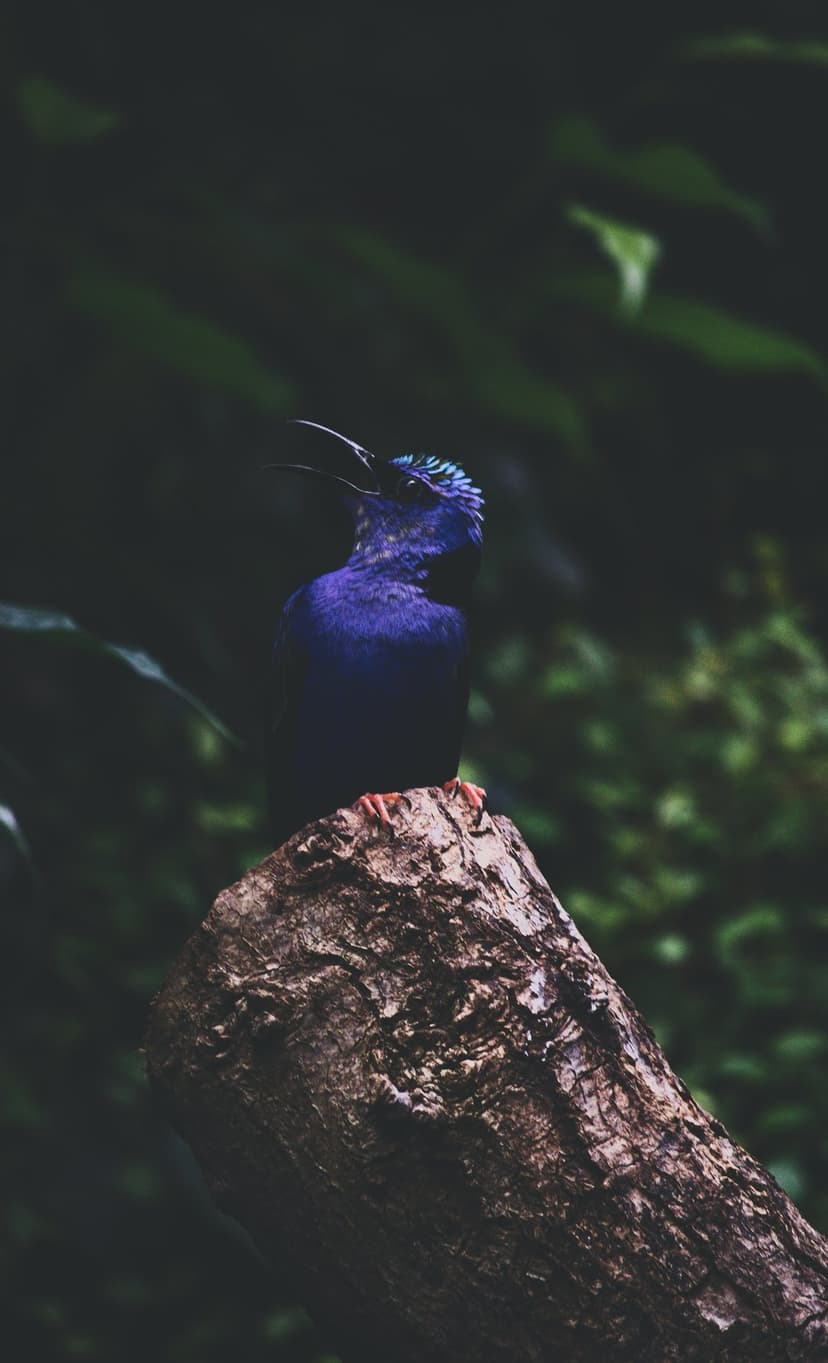 Violet songbird with an iridescent teal crest singing on a tree stump against a dark blurred forest background.