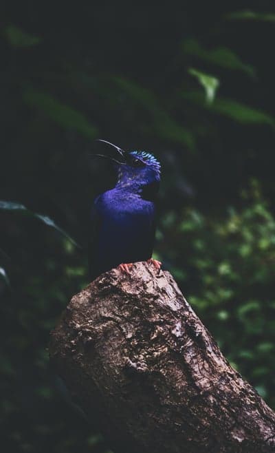 Vibrant Purple Bird Sings from Tree Stump in Forest