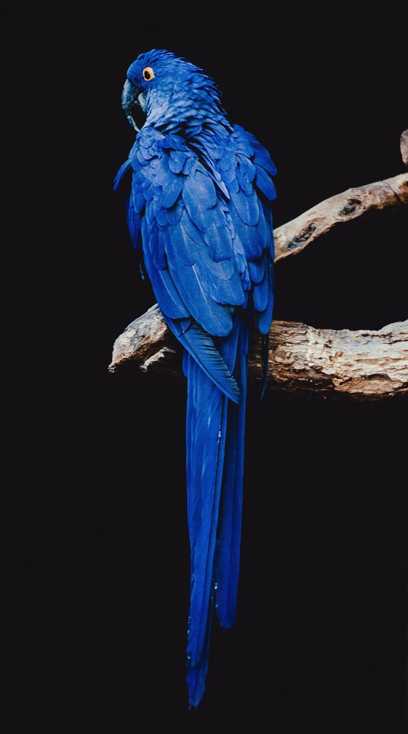 Hyacinth Macaw with vibrant blue feathers and a yellow eye ring perches on a weathered branch against a black void.