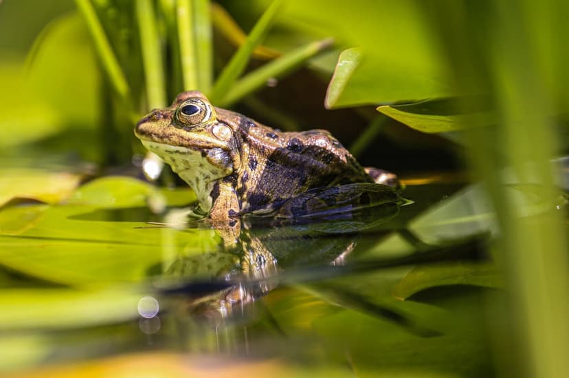 Speckled frog resting on a green lily pad with a clear reflection visible in the still pond water surface.