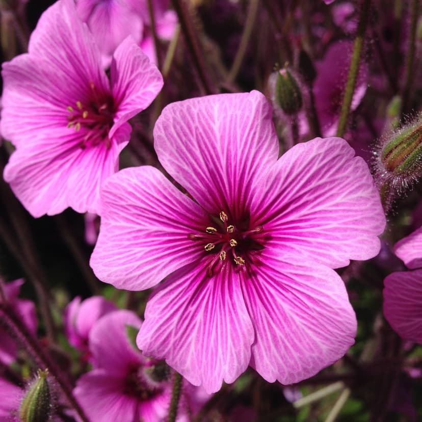 Fuchsia geranium petals featuring dark veins and a deep purple center against a blurred green garden backdrop.
