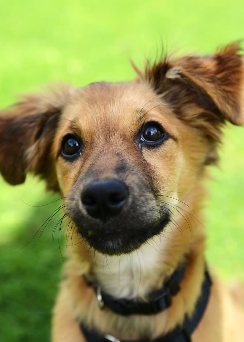 Brown puppy with large expressive eyes and floppy ears looking up at the camera in a blurred green field.