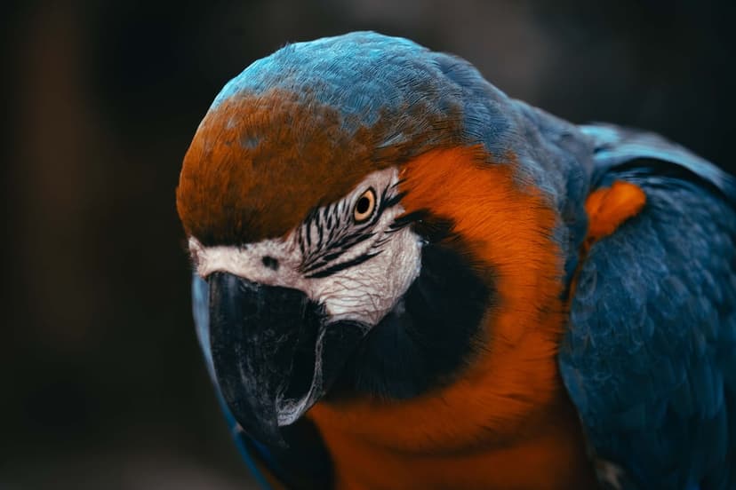 Blue and gold macaw with detailed sapphire feathers and orange chest against a dark, blurred background.