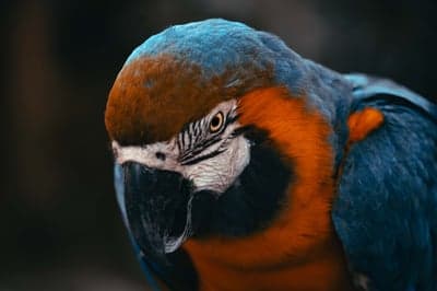 Close-up of a colorful Blue and Gold Macaw parrot