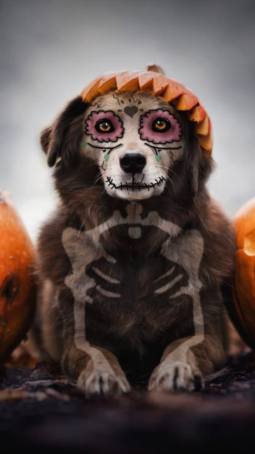Fluffy brown dog with sugar skull face paint and a pumpkin hat sits among orange pumpkins in a dark setting.