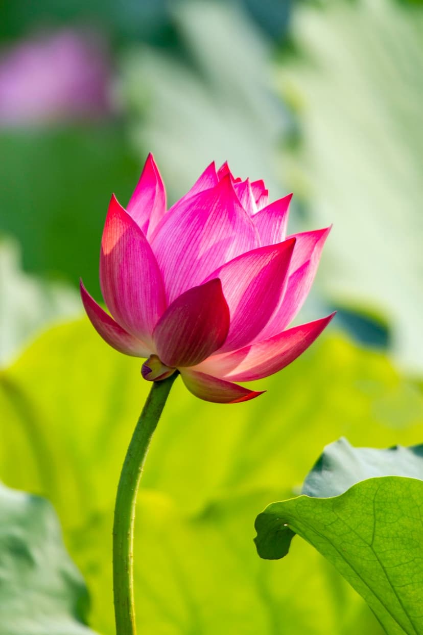 Pink lotus flower blooming on a slender green stem in a pond surrounded by soft-focus lily pads.