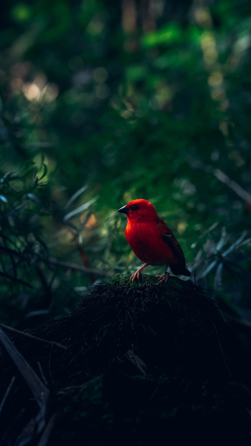 Bright red bird with sharp beak perches on a moss-covered tree branch against a blurred green forest background.