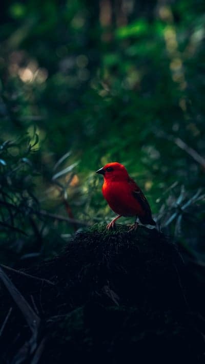 Bright Red Bird Perched on Mossy Branch in Forest
