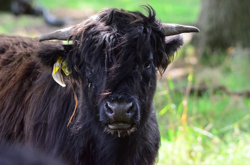 Black Highland cow with shaggy dark fur and small horns stands in a grassy field with a blurred background.