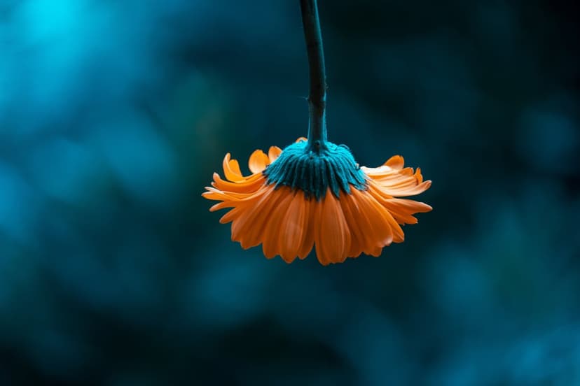 Orange flower hanging upside down against a dark blue bokeh background, showing detailed petals and green stem.