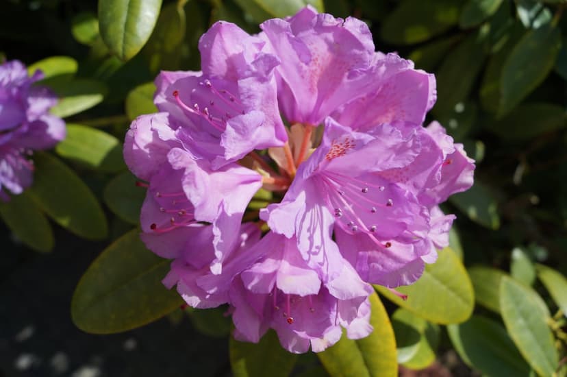 Purple rhododendron flowers with visible stamens and delicate petals surrounded by dark green leaves in macro view.