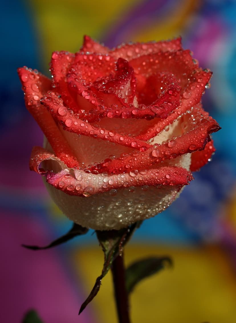 Bicolored red and white rose blossom with clear water droplets resting on soft, velvety crimson and cream petals.
