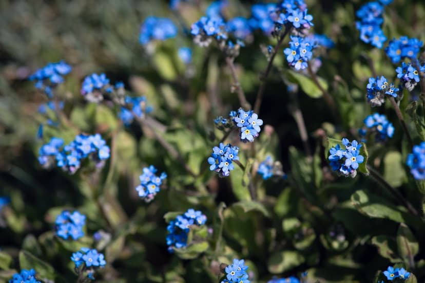 Blue forget-me-not flowers with yellow centers clustered on green stems under soft, glowing sunlight with bokeh.