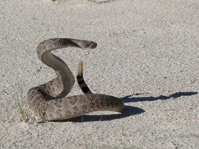 Rattlesnake coiled and ready to strike on sandy ground