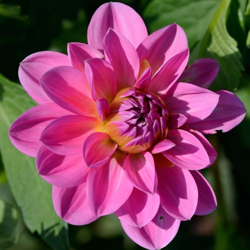 Pink dahlia flower with layered fuchsia petals and a yellow center against a blurred green leaf background.