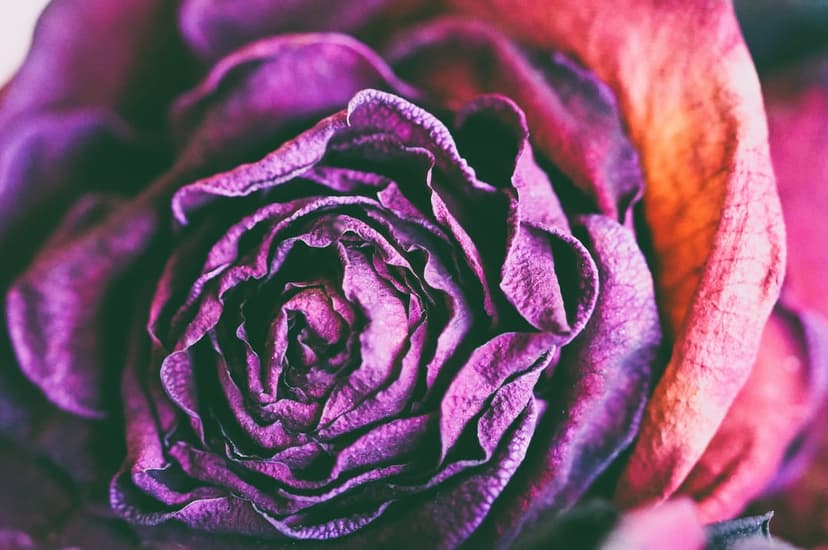 Purple rose petals with curled edges and violet textures transition into soft pink and orange hues in close-up.