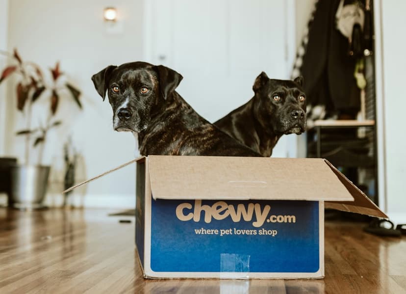 Brindle and black dogs sit together inside a blue cardboard box on a wooden floor with a soft indoor background.