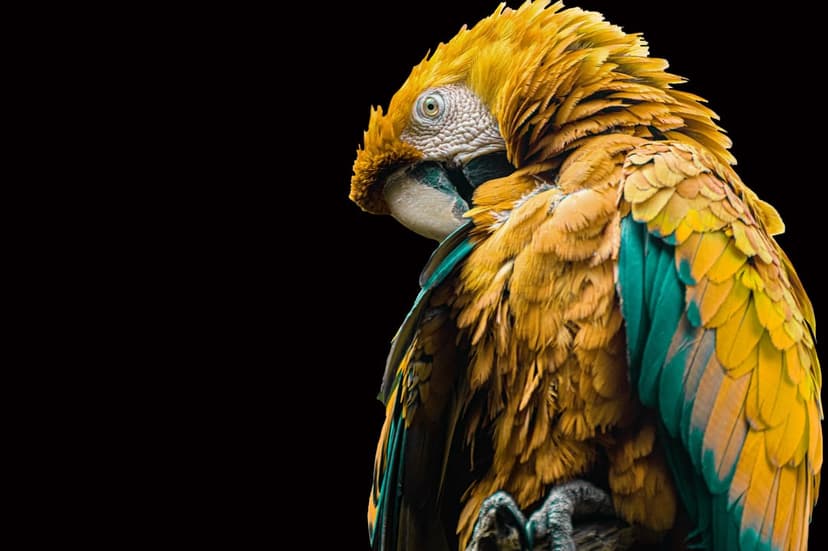 Blue and yellow macaw parrot with detailed plumage and a sharp eye perched against a solid black background.