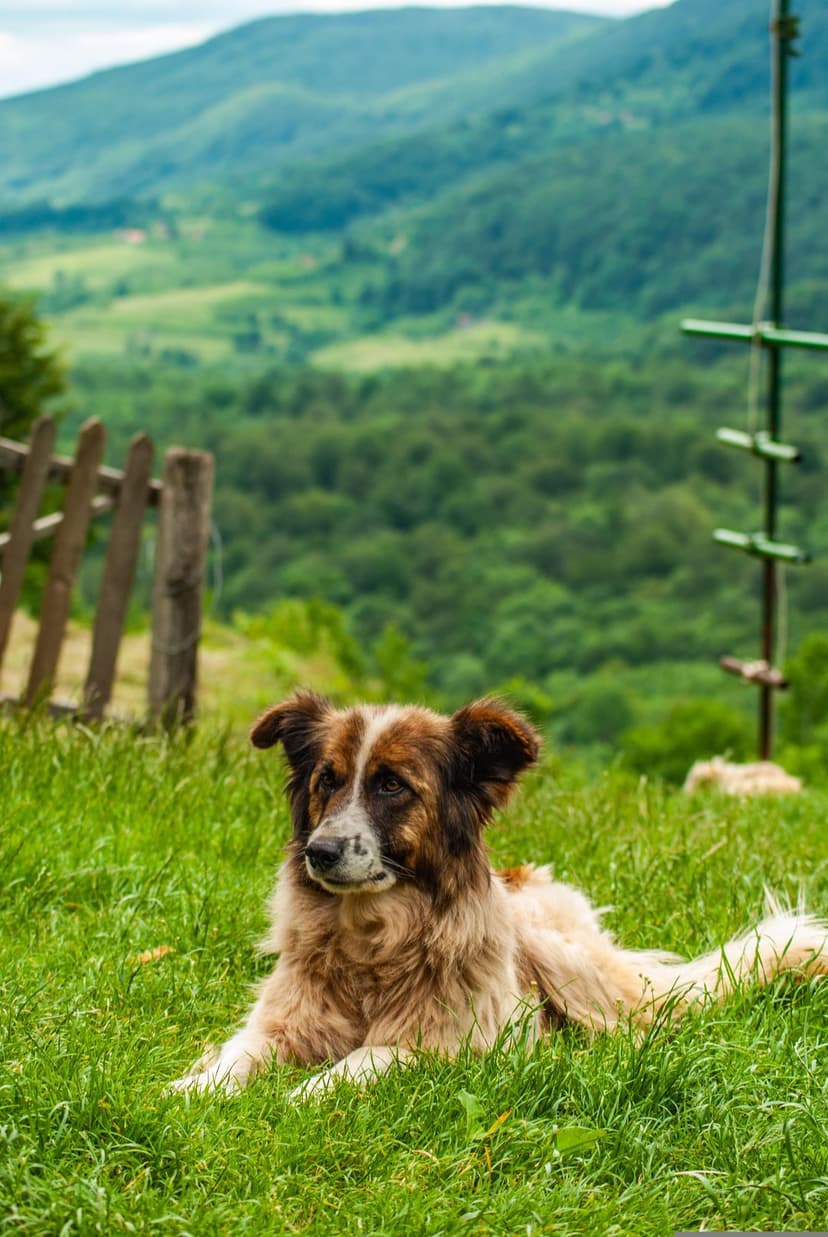 Brown and white dog lies in thick green grass with forested mountains and a wooden fence in the background.