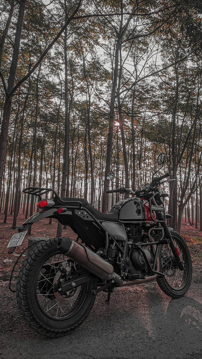 Adventure motorcycle parked on a dirt path between thin trees while sunlight streams through the leafy canopy.