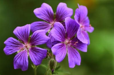 Purple Geranium Petals Macro Mobile Background Bloom