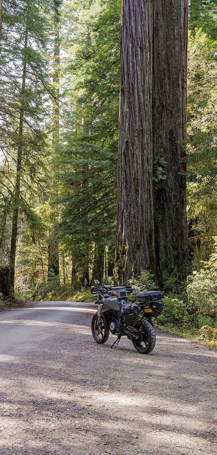 Adventure motorcycle parked on a gravel trail surrounded by massive redwood tree trunks in a sunlit forest.