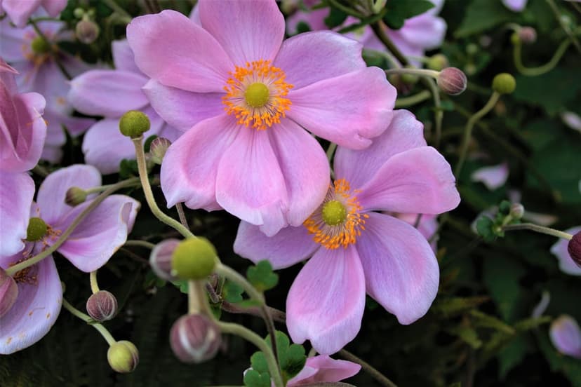 Pink Japanese Anemone flowers show golden centers and delicate petals against a soft green garden background.