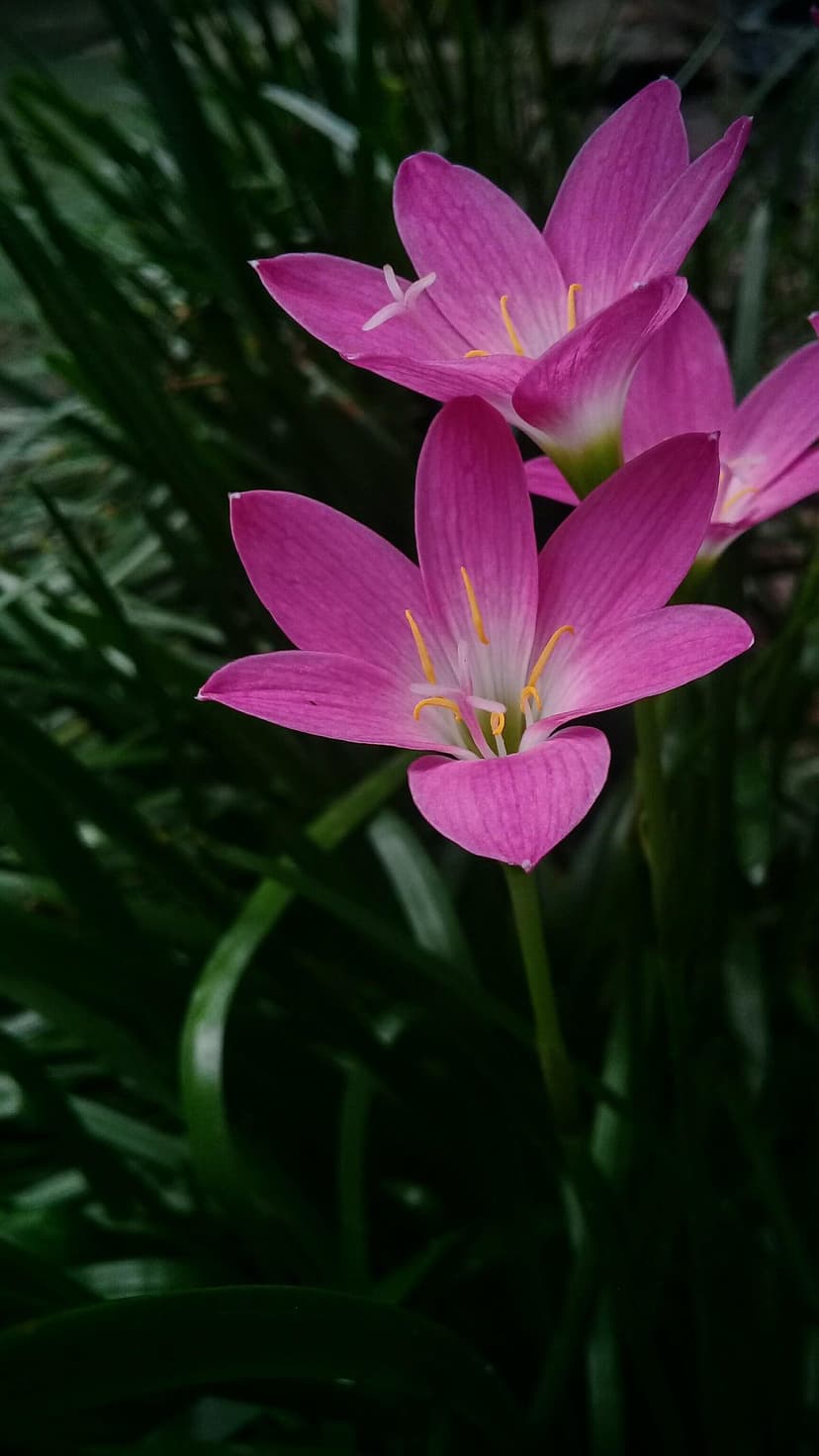 Pink rain lilies with yellow stamens bloom against a dark green blurred background in a vertical close-up shot.