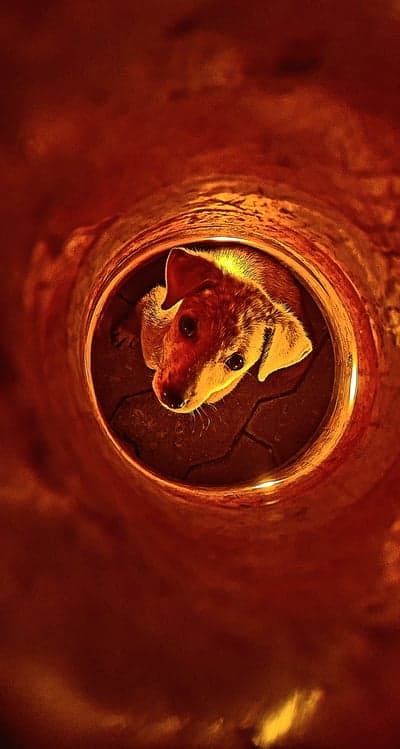Puppy looking up from inside a pipe