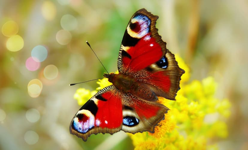 Peacock butterfly with red wings and blue eyespots perched on a yellow flower with a soft pink bokeh background.