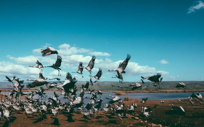 Wild cranes with outspread wings fly over a blue lake and golden autumn grass under a cloud-filled sky.