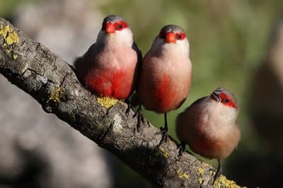 Three Tiny Birds with Red Patches on a Branch