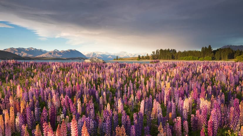 Purple lupine flowers bloom across a vast green meadow under bright natural light with a distant horizon view.