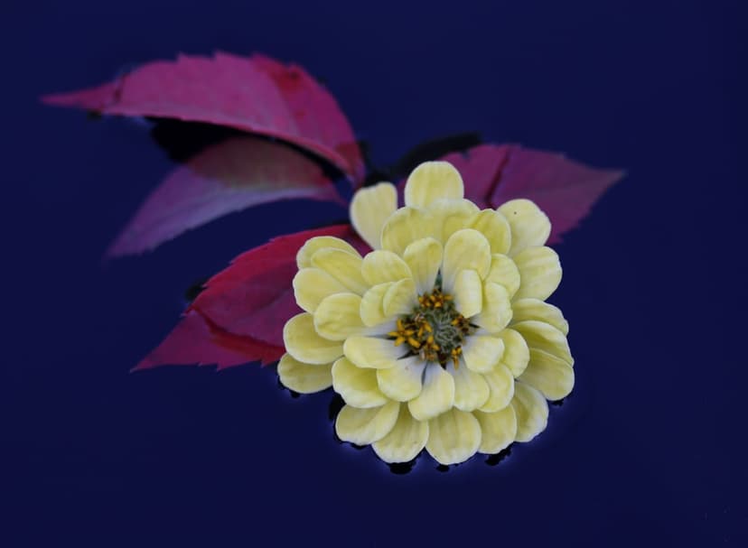 Yellow zinnia flower floating on dark blue water with scattered red leaves and detailed petal textures.