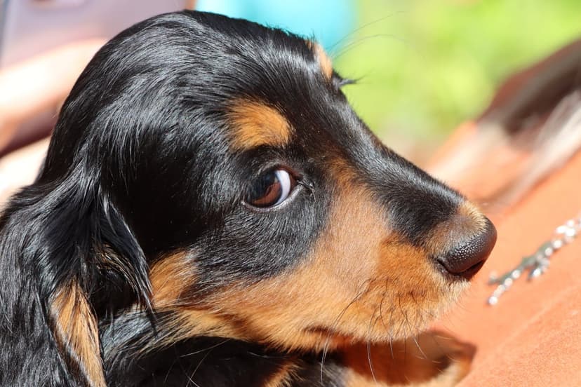 Black and tan Dachshund puppy profile with a glossy brown eye and wet nose against a blurred green background.