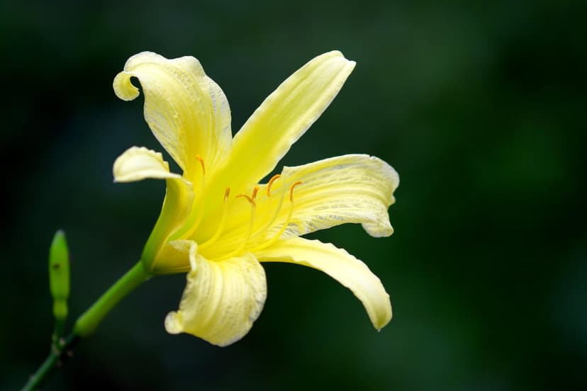 Yellow daylily flower with curved petals and prominent stamens stands out against a blurred dark green backdrop.