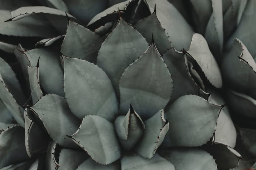 Agave plant rosette with thick blue-green leaves, sharp dark tips, and serrated edges in a macro view.