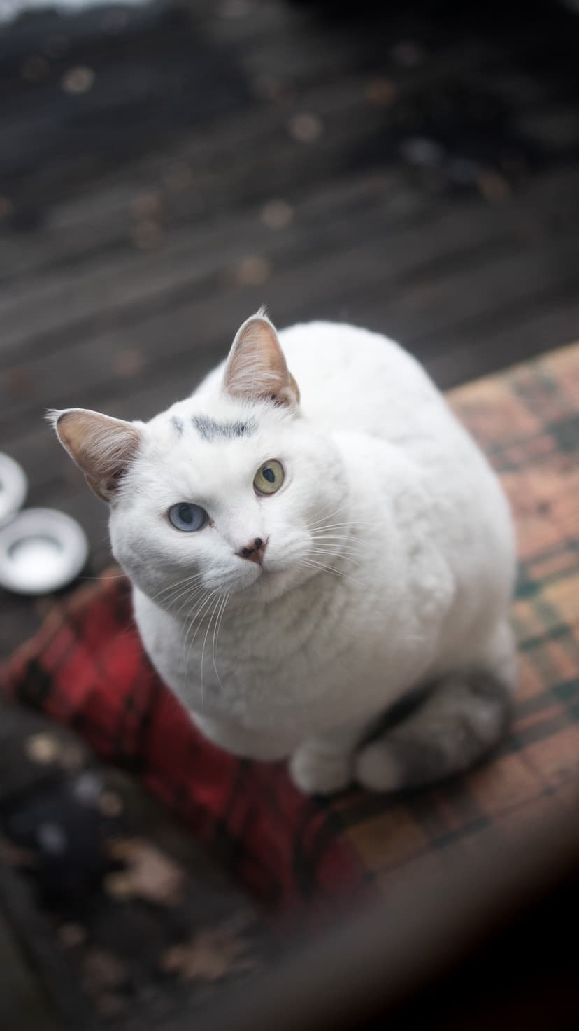 White cat with one blue eye and one amber eye sits on a red plaid cushion with a blurred rustic background.