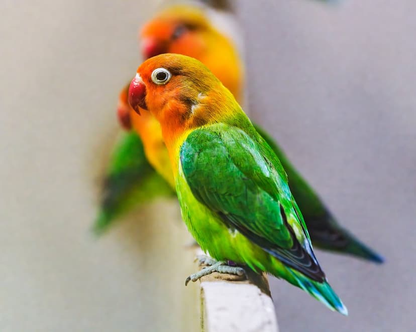 Two lovebirds with green, yellow, and orange feathers perched on a branch against a blurred neutral backdrop.