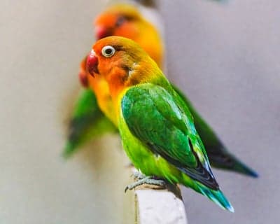 Two lovebirds perched together, vibrant colors