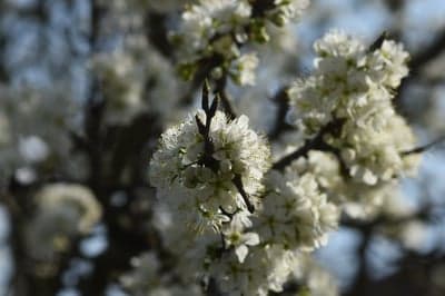 Spring Blackthorn Blossoms High-Res Phone Wallpaper