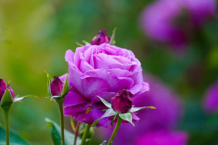 Purple rose in full bloom with a small bee on its petals against a blurred green garden background.