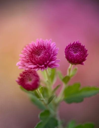 Pink Chrysanthemum Trio Macro Flower Phone Wallpaper