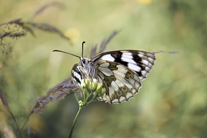 Marbled White butterfly with black and white checkered wings perched on a thin green plant in a soft-focus meadow.