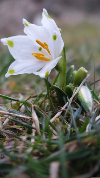 White Leucojum Snowflake Bloom Spring Mobile Wallpaper