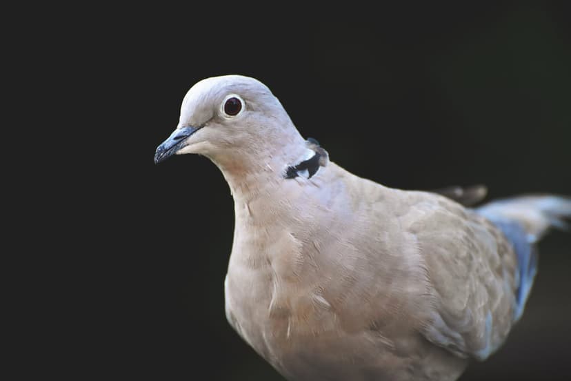 Eurasian Collared-Dove with soft grey feathers and a black neck ring set against a dark, out-of-focus background.